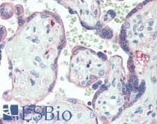 DLL4 Antibody - Human Placenta: Formalin-Fixed, Paraffin-Embedded (FFPE), at a concentration of 10 ug/ml.