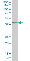 DLX2 Antibody - DLX2 monoclonal antibody, clone 2C8 Western blot of DLX2 expression in NIH/3T3.