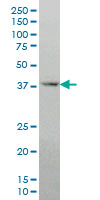 DLX2 Antibody - DLX2 monoclonal antibody, clone 2E12 Western blot of DLX2 expression in NIH/3T3.