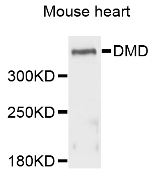 DMD / Dystrophin Antibody - Western blot analysis of extracts of mouse heart, using DMD antibody at 1:1000 dilution. The secondary antibody used was an HRP Goat Anti-Rabbit IgG (H+L) at 1:10000 dilution. Lysates were loaded 25ug per lane and 3% nonfat dry milk in TBST was used for blocking. An ECL Kit was used for detection and the exposure time was 90s.