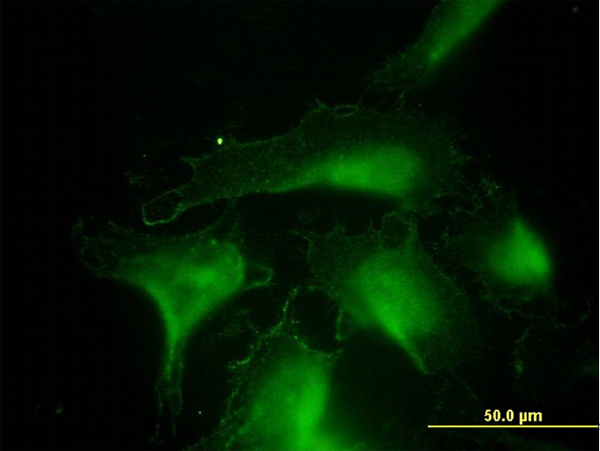 DNAJA4 Antibody - Immunofluorescence of monoclonal antibody to DNAJA4 on HeLa cell. [antibody concentration 10 ug/ml]