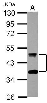 DNAJA4 Antibody - Sample (30 ug of whole cell lysate) A: HCT116 10% SDS PAGE DNAJA4 antibody diluted at 1:2000