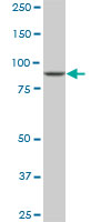 DNAJC10 Antibody - DNAJC10 monoclonal antibody (M01), clone 3C4. Western blot of DNAJC10 expression in Raw 264.7.