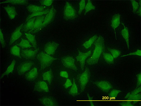 DNAJC10 Antibody - Immunofluorescence of monoclonal antibody to DNAJC10 on HeLa cell (antibody concentration 10 ug/ml).