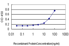 DNAJC10 Antibody - Detection limit for recombinant GST tagged DNAJC10 is approximately 10 ng/ml as a capture antibody.