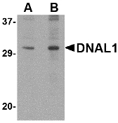 DNAL1 Antibody - Western blot of DNAL1 in 3T3 cell lysate with DNAL1 antibody at (A) 1 and (B) 2 ug/ml.