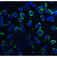 DNAL1 Antibody - Immunofluorescence of DNAL1 in 3T3 cells with DNAL1 antibody at 20 µg/mL.Green: DNAL1 Antibody  Blue: DAPI staining