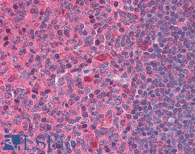 DNASE1 / DNase I Antibody - Anti-DNase I antibody IHC of human tonsil. Immunohistochemistry of formalin-fixed, paraffin-embedded tissue after heat-induced antigen retrieval. Antibody concentration 10 ug/ml.