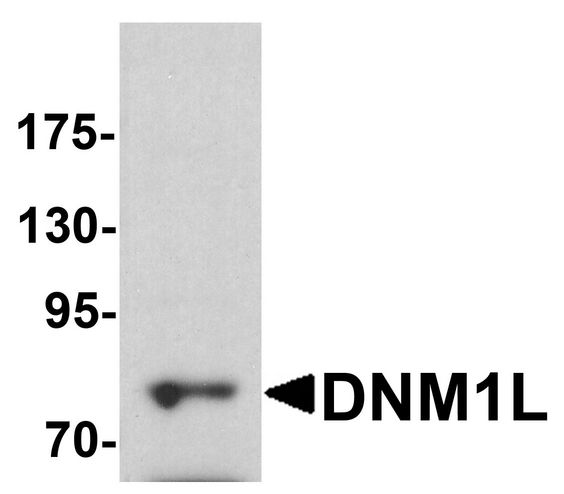 DNM1L / DRP1 Antibody - Western blot analysis of DNM1L in HeLa cell lysate with DNM1L antibody at 1 ug/ml.