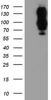 DPP9 Antibody - HEK293T cells were transfected with the pCMV6-ENTRY control (Left lane) or pCMV6-ENTRY DPP9 (Right lane) cDNA for 48 hrs and lysed. Equivalent amounts of cell lysates (5 ug per lane) were separated by SDS-PAGE and immunoblotted with anti-DPP9.