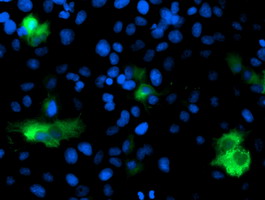 DPP9 Antibody - Anti-DPP9 mouse monoclonal antibody immunofluorescent staining of COS7 cells transiently transfected by pCMV6-ENTRY DPP9.