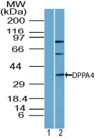 DPPA4 Antibody - Western blot of DPPA4 in human testis lysate using 1) pre-bleed and 2) DPPA4 Antibody at2 ug/ml. Goat anti-rabbit Ig HRP secondary antibody, and PicoTect ECL substrate solution, were used for this test.