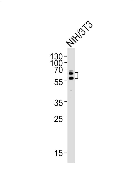 DPYSL2 / CRMP2 Antibody - Western blot of lysate from mouse NIH/3T3 cell line, using DRP-2 Antibody(33CT11. 7. 6). 33CT11. 7. 6 was diluted at 1:2000. A goat anti-mouse IgG H&L (HRP) at 1:3000 dilution was used as the secondary antibody. Lysate at 20ug.