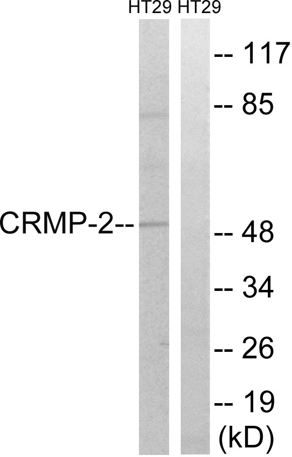 DPYSL2 / CRMP2 Antibody - Western blot analysis of lysates from HT-29 cells, treated with heat shock, using CRMP-2 Antibody. The lane on the right is blocked with the synthesized peptide.