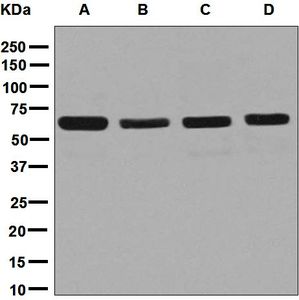 DPYSL2 / CRMP2 Antibody - Western blot analysis on (A) PC-12, (B) Jurkat, (C) U87-MG, and (D) NIH/3T3 cell lysates using anti-CRMP-2 antibody.