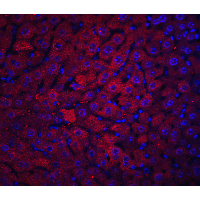DRAM1 / DRAM Antibody - Immunofluorescence of DRAM in mouse liver tissue with DRAM antibody at 20 µg/mL.Red: DRAM Antibody  Blue: DAPI staining