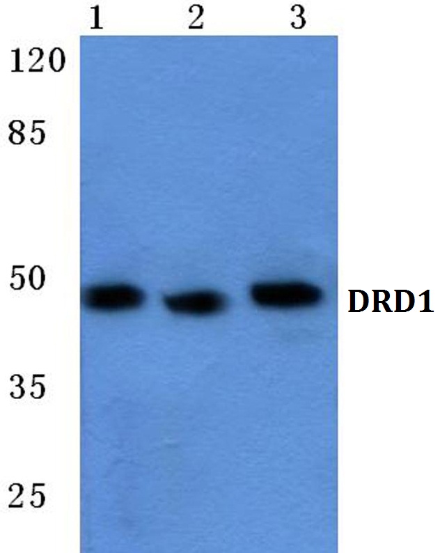 DRD1 / Dopamine Receptor D1 Antibody - Western blot analysis of DRD1 pAb at 1:500 dilution. Lane1: Hela cell lysate. Lane2: NIH-3T3 cell lysate. Lane3: H9C2 cell lysate.