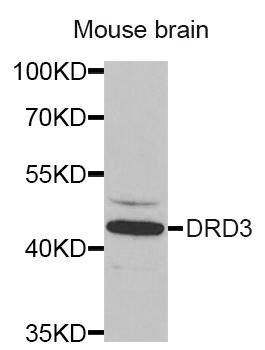 DRD3 / Dopamine Receptor D3 Antibody - Western blot analysis of extracts of mouse brain, using DRD3 antibody at 1:1000 dilution. The secondary antibody used was an HRP Goat Anti-Rabbit IgG (H+L) at 1:10000 dilution. Lysates were loaded 25ug per lane and 3% nonfat dry milk in TBST was used for blocking.