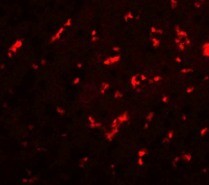 DRGX Antibody - Immunofluorescence of DRGX in rat liver cells with DRGX antibody at 20 µg/mL.