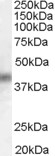 DUSP1 / MKP1 Antibody - DUSP1 / MKP1 antibody (0.3ug/ml) staining of HeLa lysate (35ug protein in RIPA buffer). Primary incubation was 1 hour. Detected by chemiluminescence.