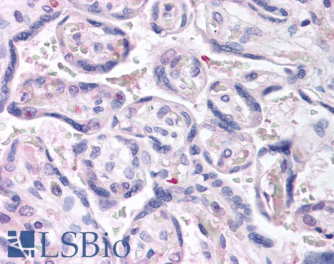 DUSP16 / MKP7 Antibody - Anti-DUSP16 antibody IHC of human placenta. Immunohistochemistry of formalin-fixed, paraffin-embedded tissue after heat-induced antigen retrieval. Antibody concentration 5 ug/ml.