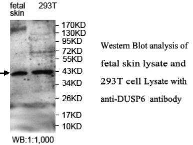 DUSP6 / MKP3 Antibody