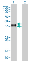 DUSP6 / MKP3 Antibody - Western blot of DUSP6 expression in transfected 293T cell line by DUSP6 monoclonal antibody, clone 3G2.