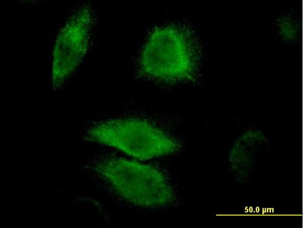 DUSP6 / MKP3 Antibody - Immunofluorescence of monoclonal antibody to DUSP6 on HeLa cell (antibody concentration 10 ug/ml).