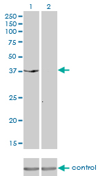 DUSP6 / MKP3 Antibody - Western blot of DUSP6 over-expressed 293 cell line, cotransfected with DUSP6 Validated Chimera RNAi (Lane 2) or non-transfected control (Lane 1). Blot probed with DUSP6 monoclonal antibody clone 3G2. GAPDH ( 36.1 kD ) used as specificity a.