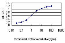 DUT / DUTPase Antibody - Detection limit for recombinant GST tagged DUT is approximately 0.03 ng/ml as a capture antibody.