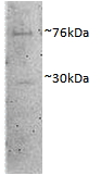 DVL1 / DVL / Dishevelled Antibody - DVL1 antibody (1 ug/ml) staining of Porcine MII Oocytes lysate (35 ug protein in RIPA buffer). Primary incubation was overnight. Detected by chemiluminescence.