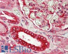 DVL1 / DVL / Dishevelled Antibody - Anti-DVL1 / DVL / Dishevelled antibody IHC staining of human kidney. Immunohistochemistry of formalin-fixed, paraffin-embedded tissue after heat-induced antigen retrieval. Antibody concentration 5 ug/ml.