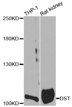 Dystonin / BPAG1 Antibody - Western blot analysis of extracts of various cell lines, using DST antibody.