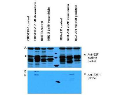 E2F1 Antibody - Western blot of Affinity Purified anti-E2F-1 pS364 antibody shows detection of a band at ~47 kD corresponding to phosphorylated E2F-1 in induced cell lysates. Panel A shows reactivity using a control antibody reactive to all forms of E2F (arrowheads). Panel B shows specific reactivity against phosphorylated E2F-1 (arrowheads) using our anti-E2F-1 pS364 antibody. Lysates are as follows: CRE/E2F-1 are CRE cells derived from mouse NIH3T3 line transfected with human E2F-1, NIH-3T3 used as a negative control, and MDA-MB-231 cells are a human breast cancer line. As indicated each lysate was prepared from untreated cells and cells treated with 2 uM Doxorubicin used as a DNA damaging agent. In addition the MDA-MB-231 cells were also treated with genistein, a mild DNA damaging agent. The figure shows the same membrane first probed with the anti-E2F-1 pS364 antibody used at a 1:250 dilution, then stripped and re-probed with the pan E2F antibody used as a positive control. The positive control antibody clearly shows an E2F-1 band in all human cell lines, but not mouse cells. Treatment with doxorubicin increases expression of E2F-1 as shown in Panel A. Images were overlapped to confirm that anti-E2F-1 pS364 staining shown treated human cells in Panel B specifically aligns with E2F-1 staining shown in Panel A. Blots can be processed with HRP conjugated Gt-a-Rabbit IgG MX10 LS-C60865 for 45 min at room temperature for ECL detection. Personal Communication, XiaoHe Yang, Univ. Oklahoma.