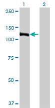 E4F1 / E4F Antibody - Western Blot analysis of E4F1 expression in transfected 293T cell line by E4F1 monoclonal antibody (M03), clone 4B10.Lane 1: E4F1 transfected lysate(83.5 KDa).Lane 2: Non-transfected lysate.