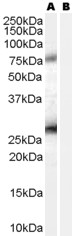 EBAG9 / RCAS1 Antibody - Antibody (0.2 ug/ml) staining of A431 lysate (35 ug protein in RIPA buffer) with (B) and without (A) blocking with the immunizing peptide. Primary incubation was 1 hour. Detected by chemiluminescence.
