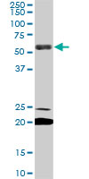 EBF3 / COE3 Antibody - EBF3 monoclonal antibody (M05), clone 8D6. Western blot of EBF3 expression in NIH/3T3.