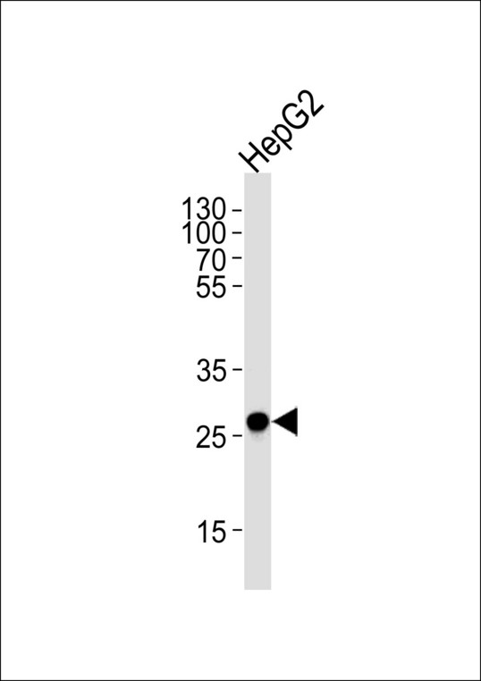 ECI1 / DCI Antibody - DCI Antibody western blot of HepG2 cell line lysates (35 ug/lane). The DCI antibody detected the DCI protein (arrow).