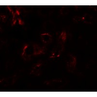 EDA / Ectodysplasin A Antibody - Immunofluorescence of EDA1 in mouse kidney tissue with EDA1 antibody at 20 µg/ml.