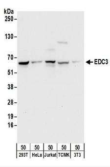 EDC3 Antibody - Detection of Human and Mouse EDC3 by Western Blot. Samples: Whole cell lysate (50 ug) from 293T, HeLa, Jurkat, mouse TCMK-1, and mouse NIH3T3cells. Antibodies: Affinity purified rabbit anti-EDC3 antibody used for WB at 0.1 ug/ml. Detection: Chemiluminescence with an exposure time of 10 seconds.