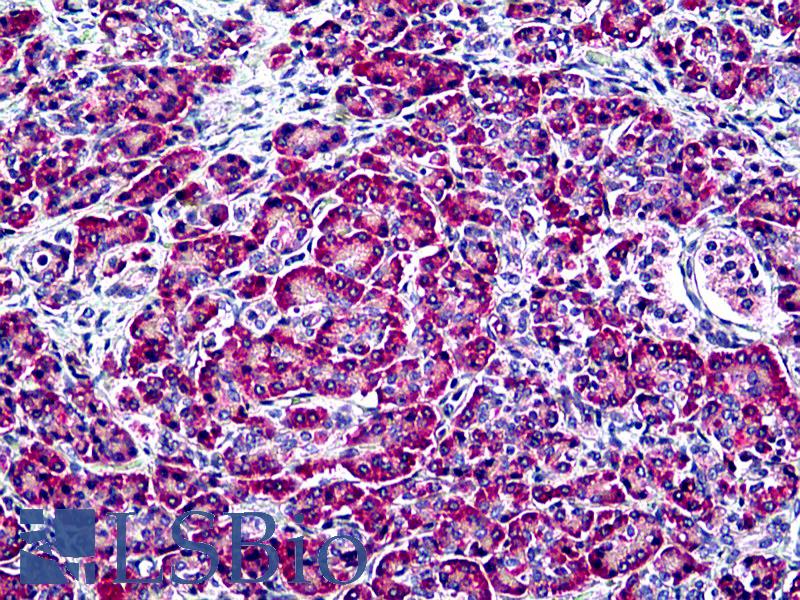 EDF1 / MBF1 Antibody - Anti-EDF1 antibody IHC of human pancreas. Immunohistochemistry of formalin-fixed, paraffin-embedded tissue after heat-induced antigen retrieval. Antibody concentration 3.75 ug/ml.
