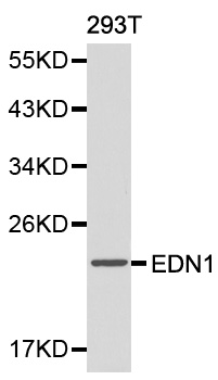 EDN1 / Endothelin 1 Antibody - Western blot analysis of 293T cell lysate using EDN1 antibody.