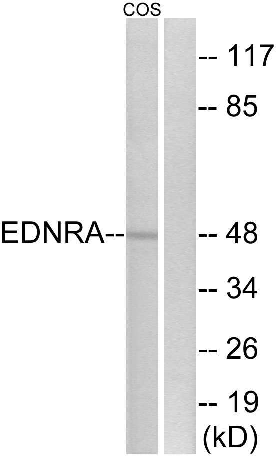 EDNRA / Endothelin A Receptor Antibody - Western blot analysis of lysates from COS7 cells, using EDNRA Antibody. The lane on the right is blocked with the synthesized peptide.