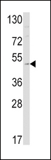 EDNRB / Endothelin B Receptor Antibody - Western blot of EDNRB Antibody in mouse cerebellum tissue lysates (35 ug/lane). EDNRB (arrow) was detected using the purified antibody.