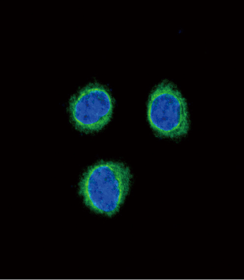 EDNRB / Endothelin B Receptor Antibody - Confocal immunofluorescence of EDNRB Antibody with 293 cell followed by Alexa Fluor488-conjugated goat anti-rabbit lgG (green). DAPI was used to stain the cell nuclear (blue).