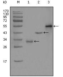 EDR / PEG10 Antibody - Western blot using PEG10 mouse monoclonal antibody against truncated Trx-PEG10 recombinant protein (1),truncated GST-PEG10 (aa1-120) recombinant protein (2) and full-length PEG10 (aa1-325)-hIgGFc transfected CHO-K1 cell lysate (3).