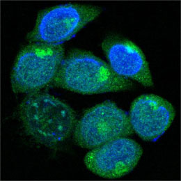 EDR / PEG10 Antibody - Confocal immunofluorescence of methanol-fixed HepG2 cells using PEG10 mouse monoclonal antibody (green), showing cytoplasmic localization. Blue: DRAQ5 fluorescent DNA dye.