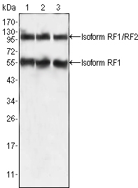 EDR / PEG10 Antibody - Western blot using PEG10 mouse monoclonal antibody against HepG2 (1), SMMC-7721 (2) and A549 (3) cell lysate.