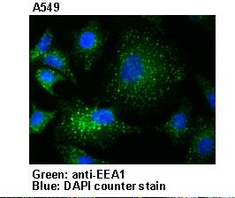 EEA1 Antibody - Immunocytochemical detection of EEA1 in A549.