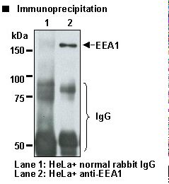 EEA1 Antibody - Immunoprecipitation of EEA1 from HeLa with normal rabbit IgG (1) or Anti-EEA1 Antibody (2). Resolved with SDS-PAGE and immunoblotted with Anti-EEA1 Antibody.
